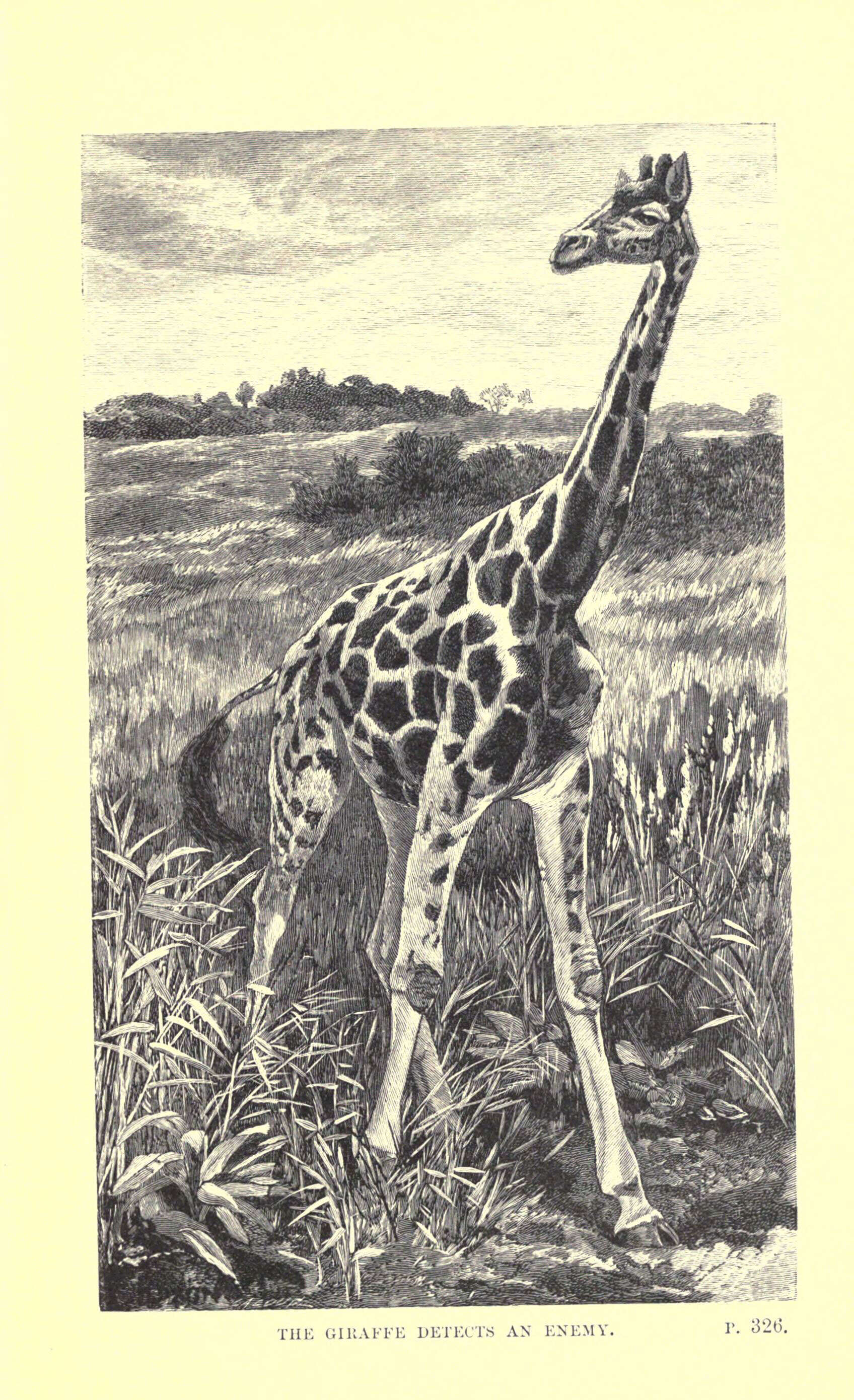 Image of Giraffa