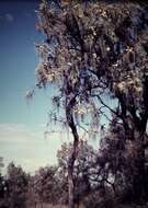 Image de Hakea lorea subsp. lorea