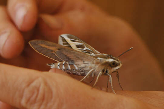 Image of striped hawk-moth