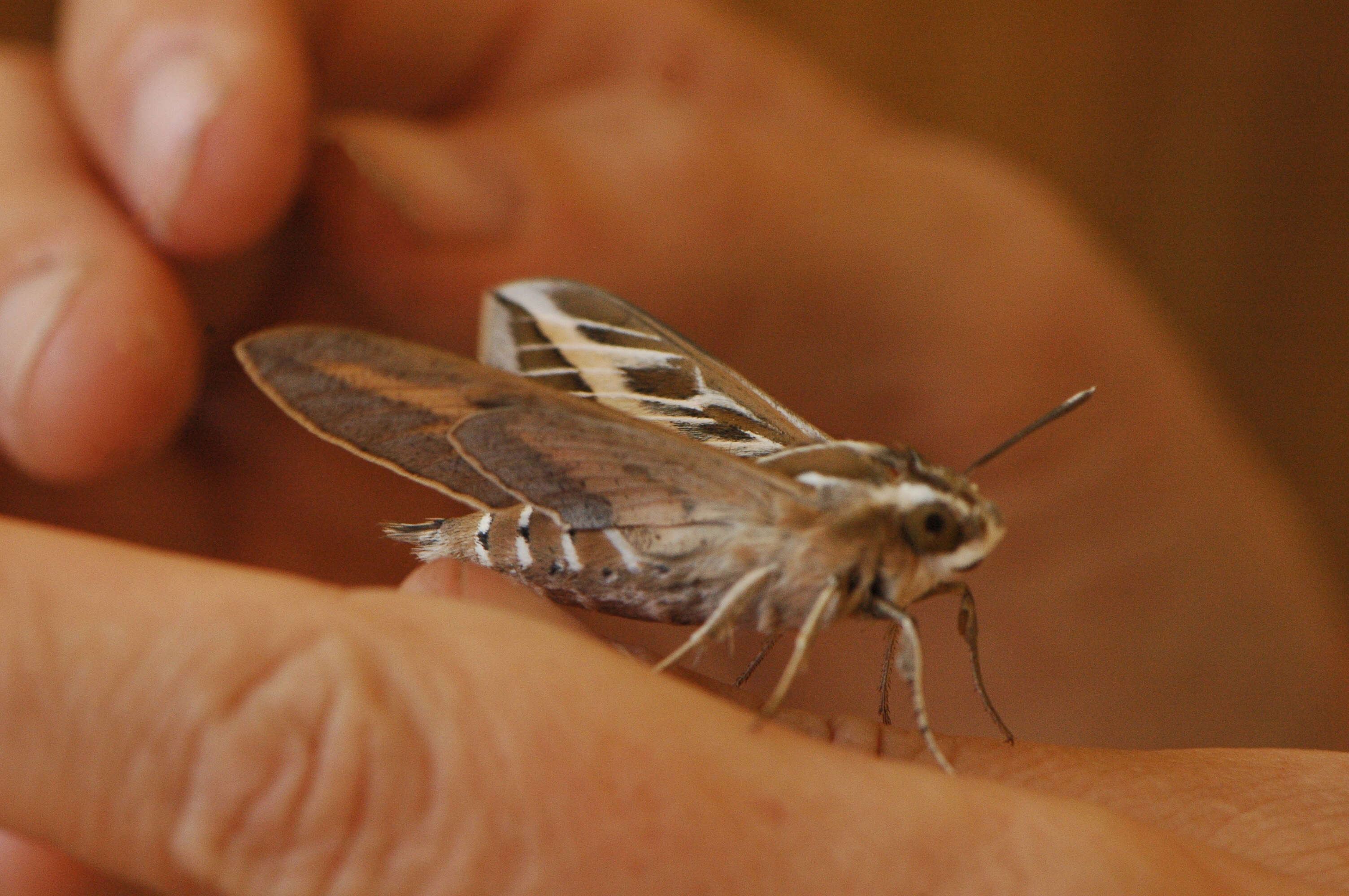 Image of striped hawk-moth