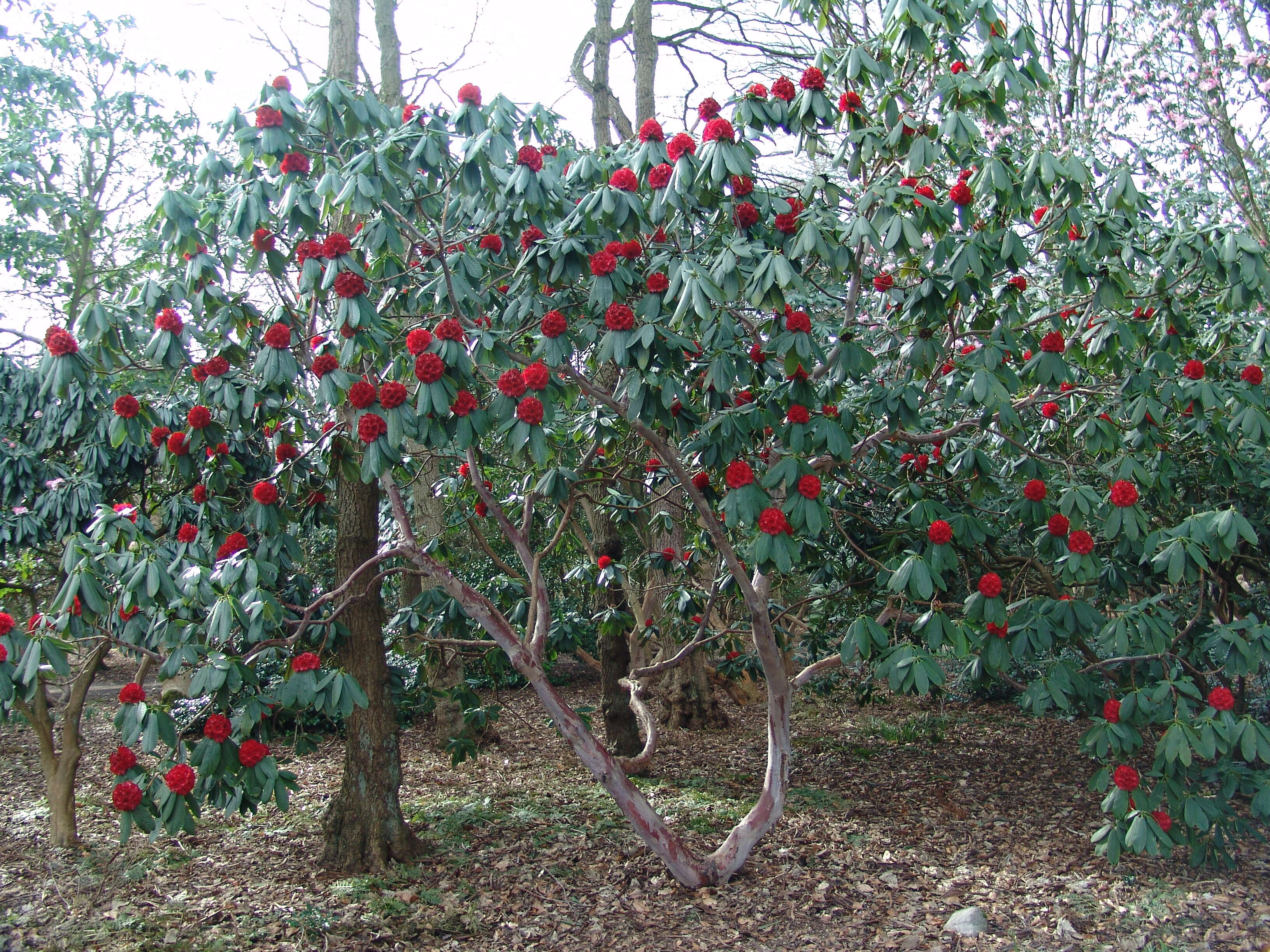 Image of Rhododendron barbatum Wall. ex G. Don