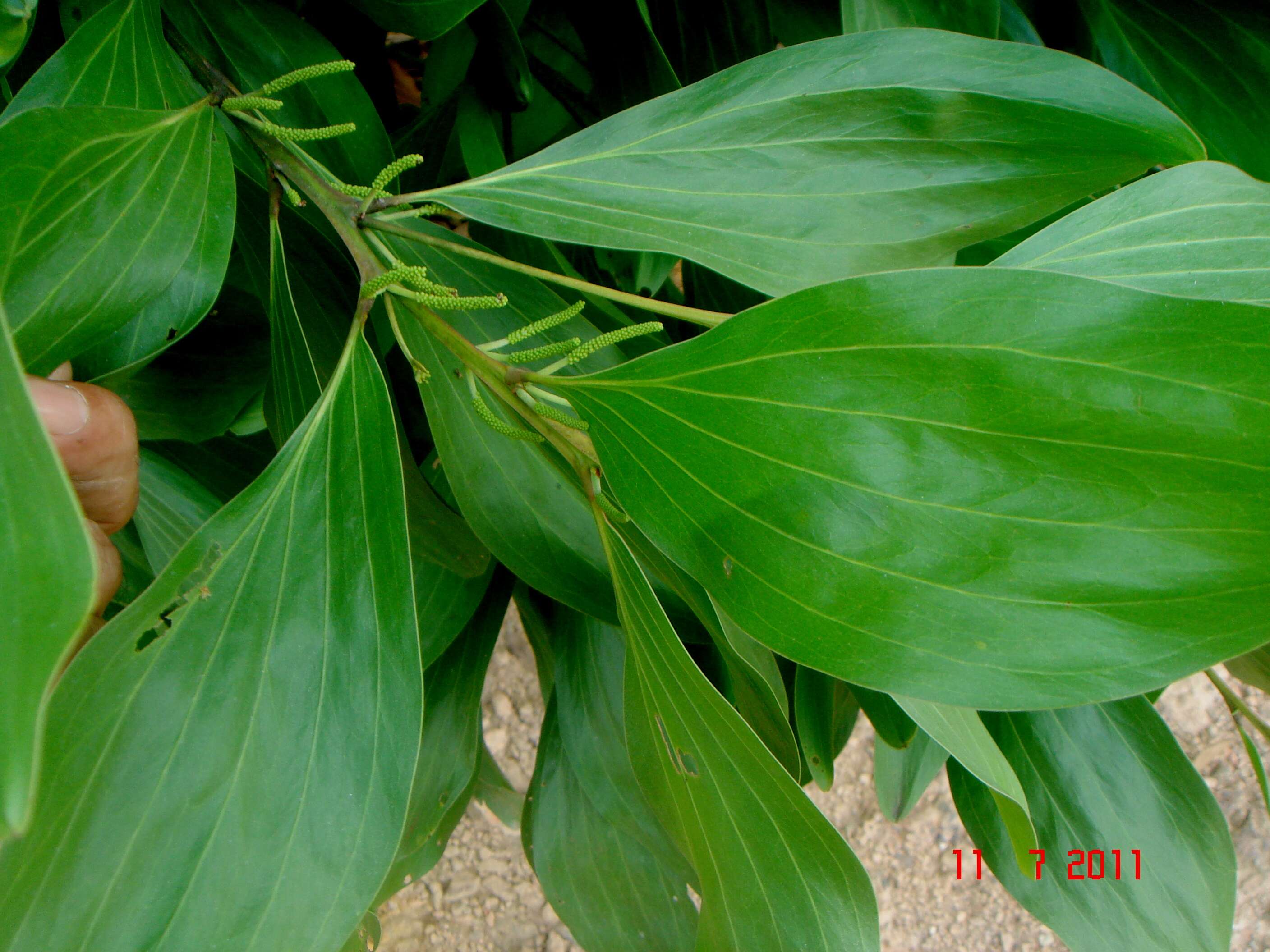 Image of Black wattle