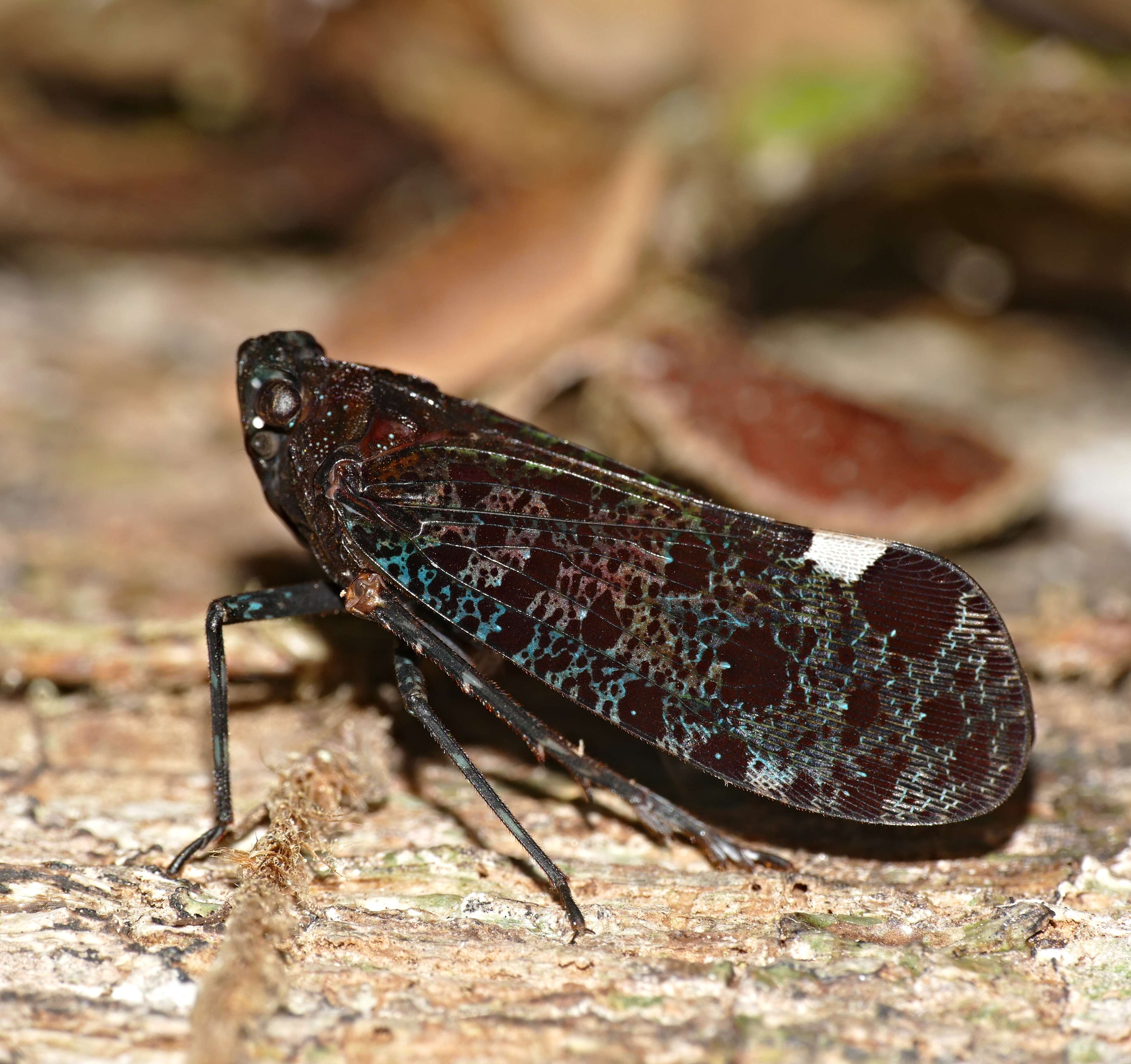 Image of Penthicodes (Ereosoma) bimaculata (Schmidt 1905)