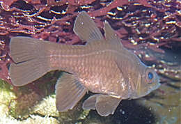 Image of Black cardinalfish