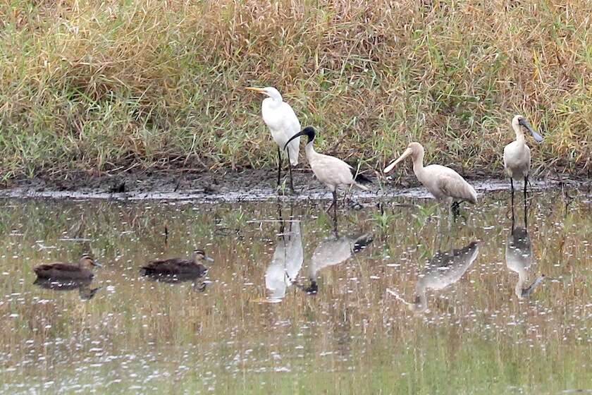 Image of Yellow-billed Spoonbill