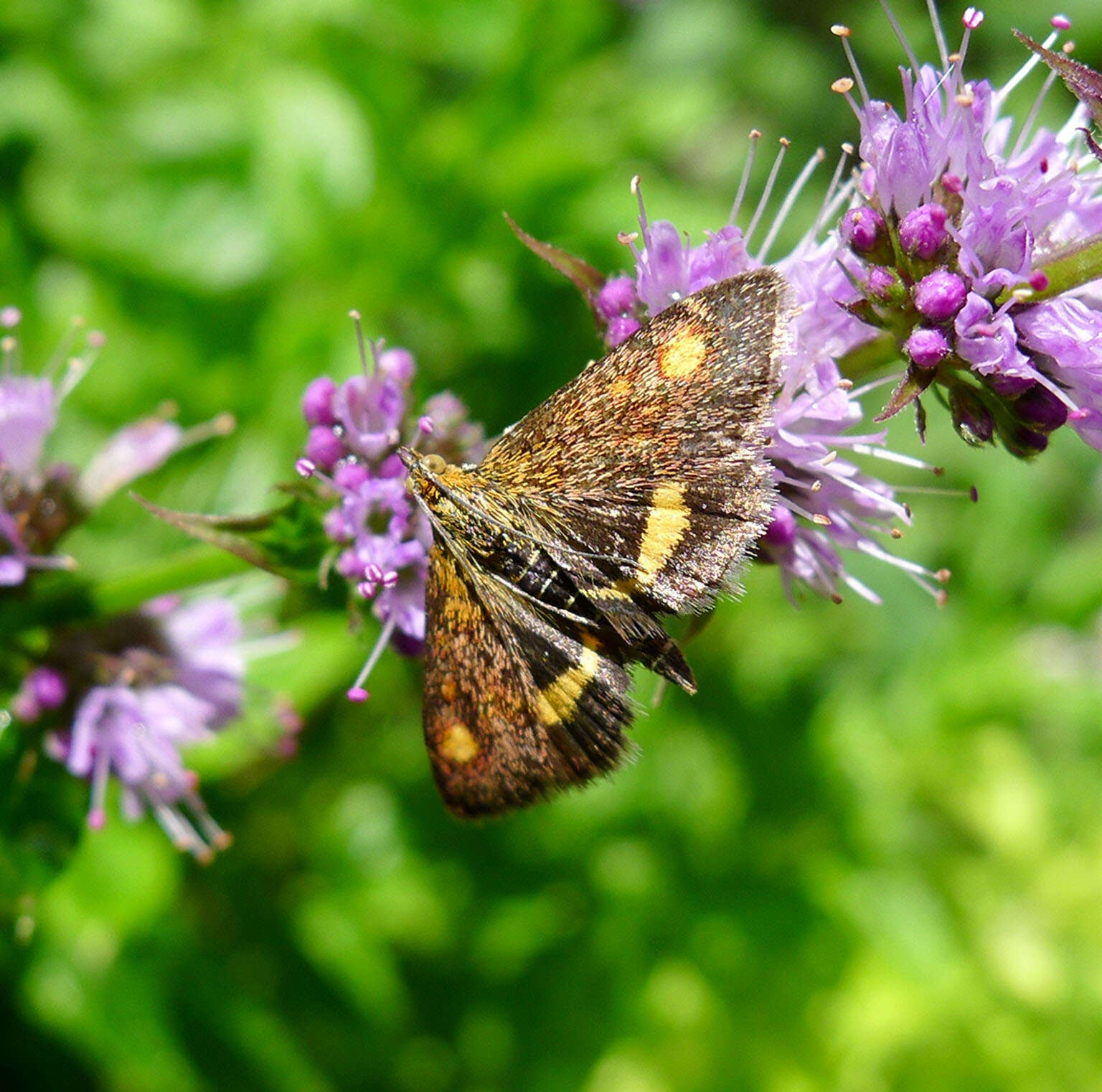 Image of Mint moth