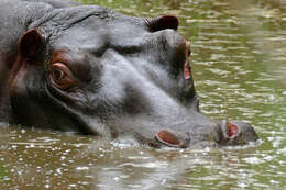 Image of Common Hippopotamus