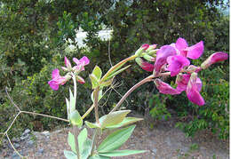 Lathyrus magellanicus Lam. resmi