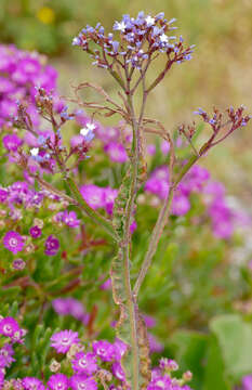 Imagem de Limonium