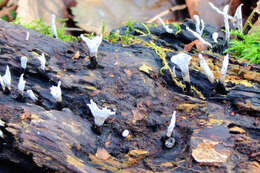 Image of Candle-snuff Fungus