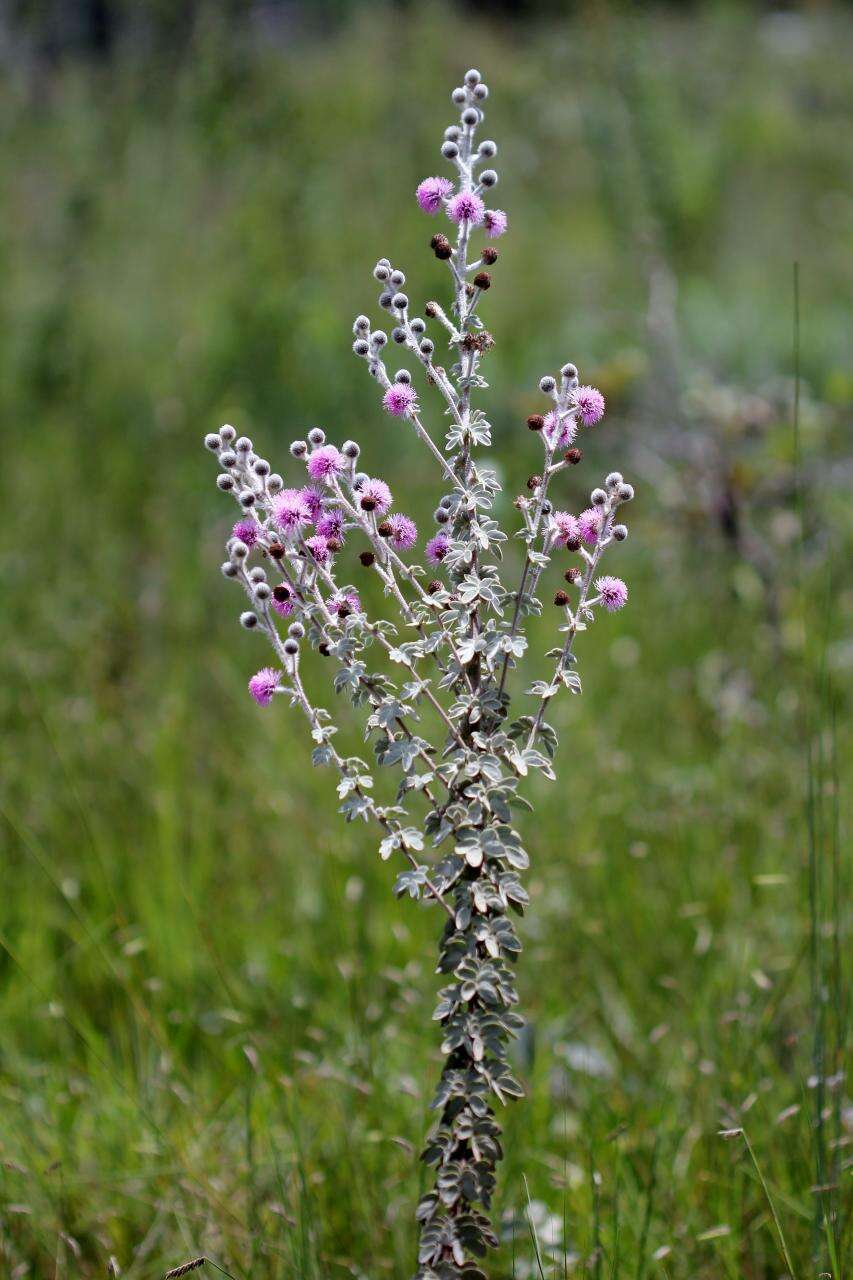 Image of Mimosa sensitiva L.