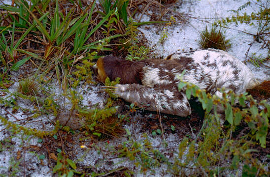 Image of Pale-throated Sloth