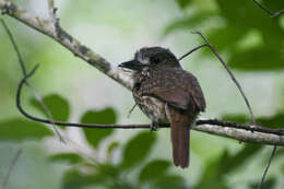 Image of White-whiskered Puffbird