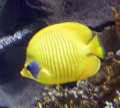 Image of Addis Butterflyfish