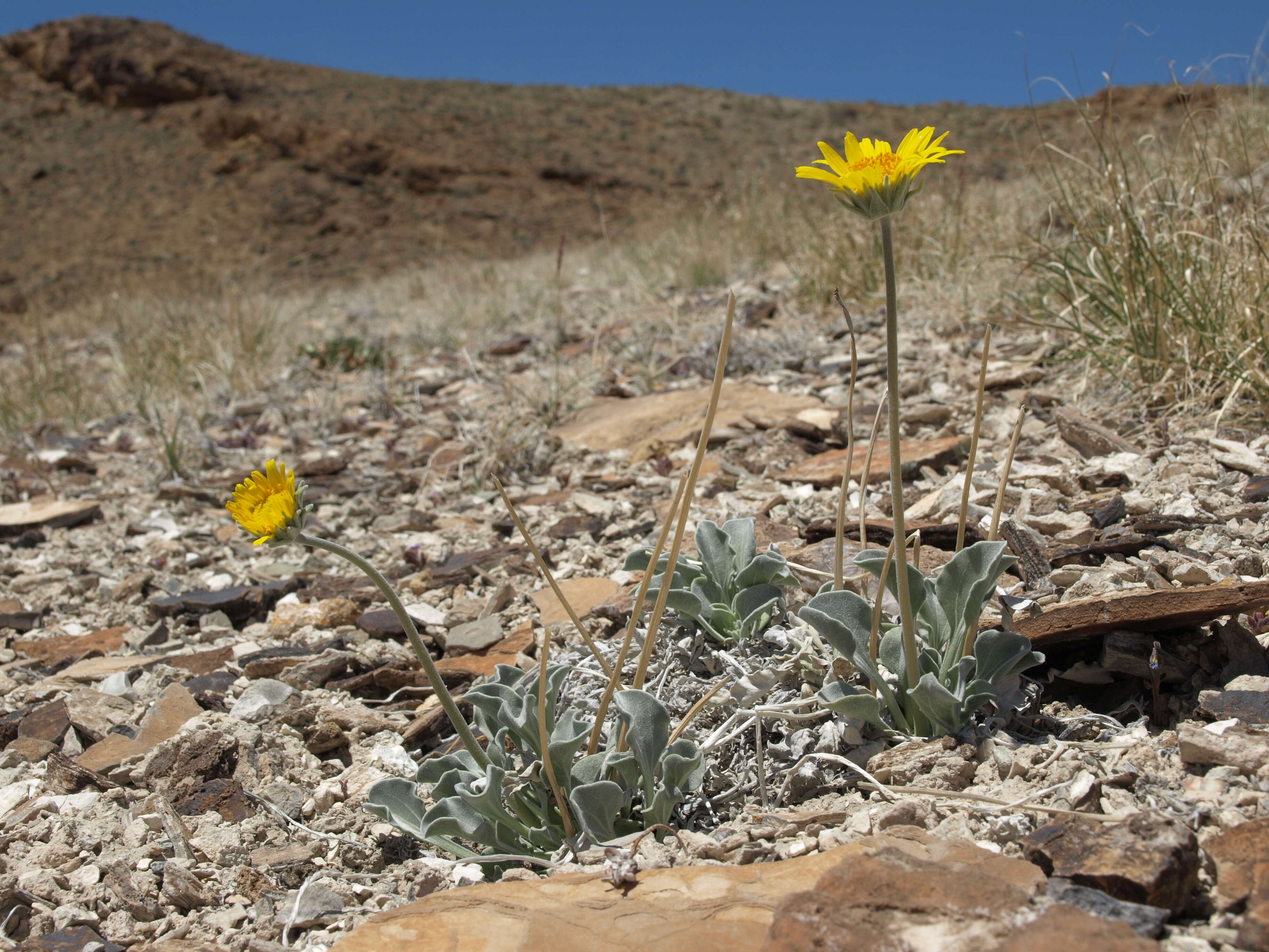 Image of Asteraceae