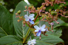 Image of blue fountain bush