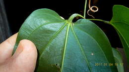 Image of Dioscorea marginata Griseb.