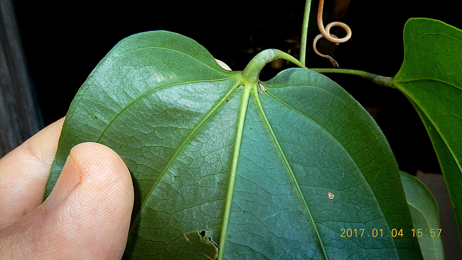 Image of Dioscorea marginata Griseb.