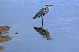 Image of Grey Heron