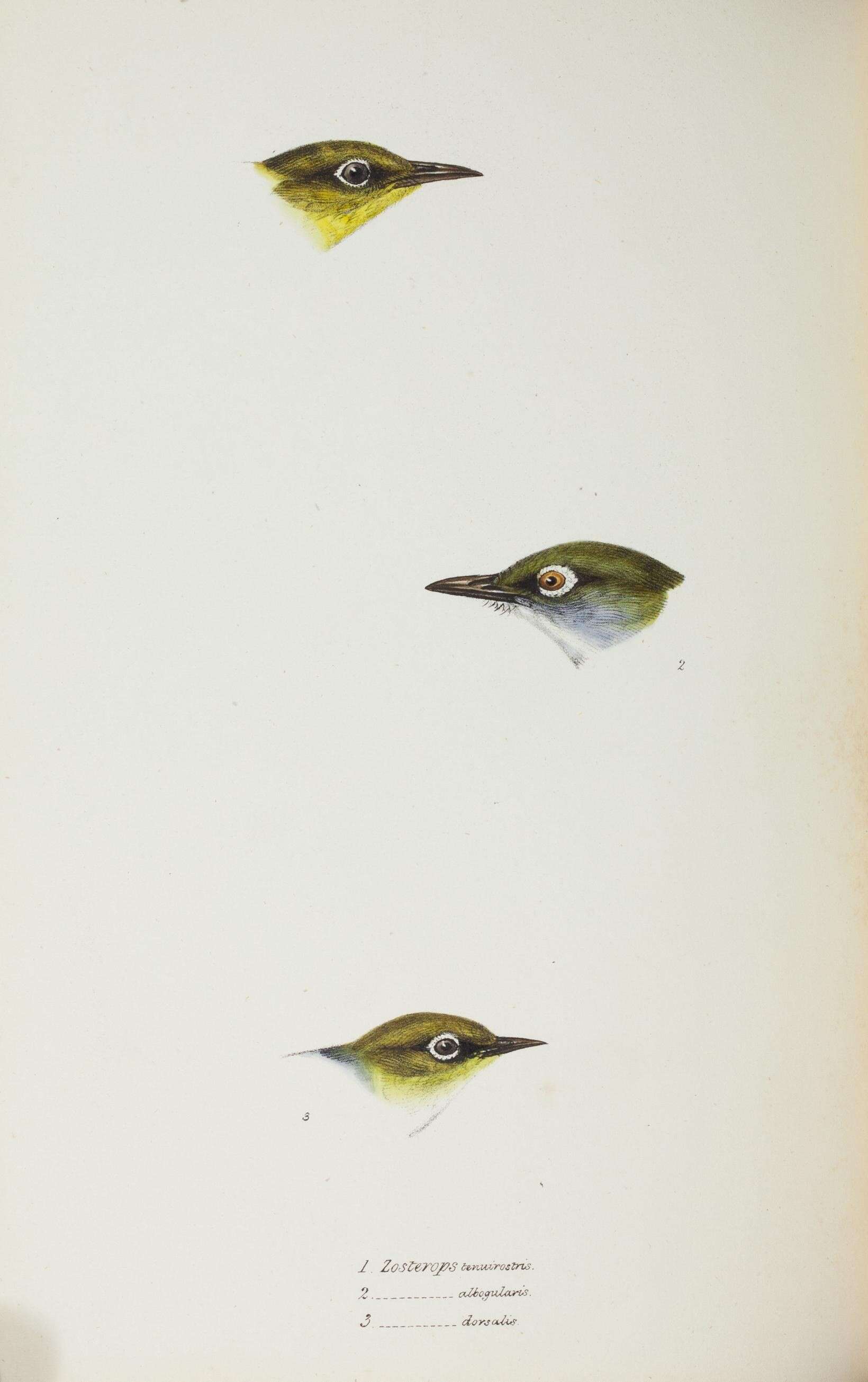 Image of Zosterops Vigors & Horsfield 1827