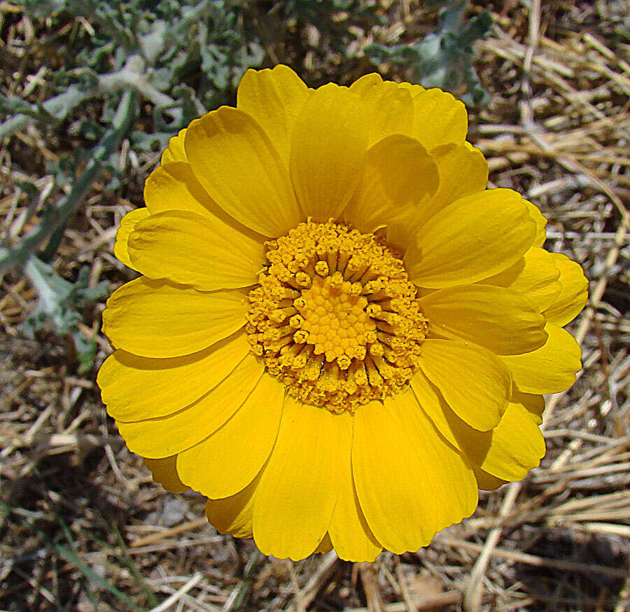 Image of desert marigold