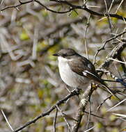 Image of Melaenornis Gray & GR 1840