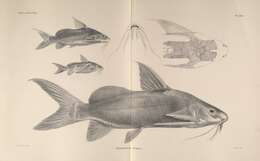 Image de Synodontis schall (Bloch & Schneider 1801)