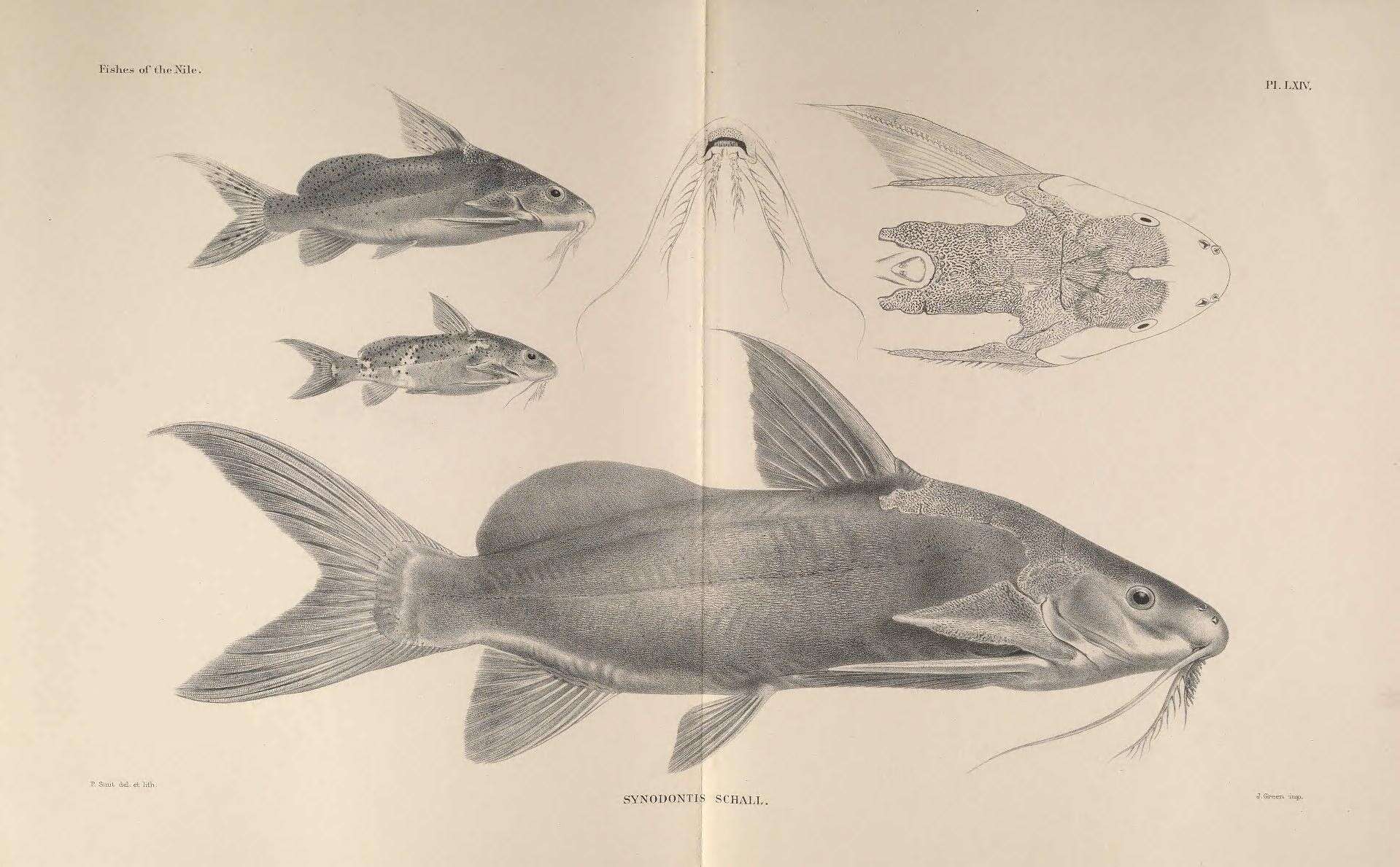 Слика од Synodontis schall (Bloch & Schneider 1801)