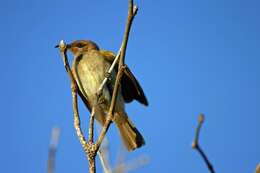 Image of Brown Honeyeater