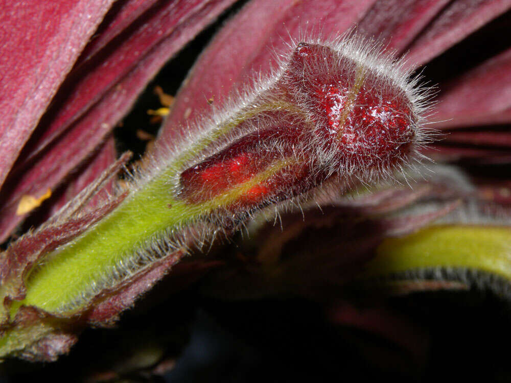 Imagem de Columnea raymondii C. V. Morton