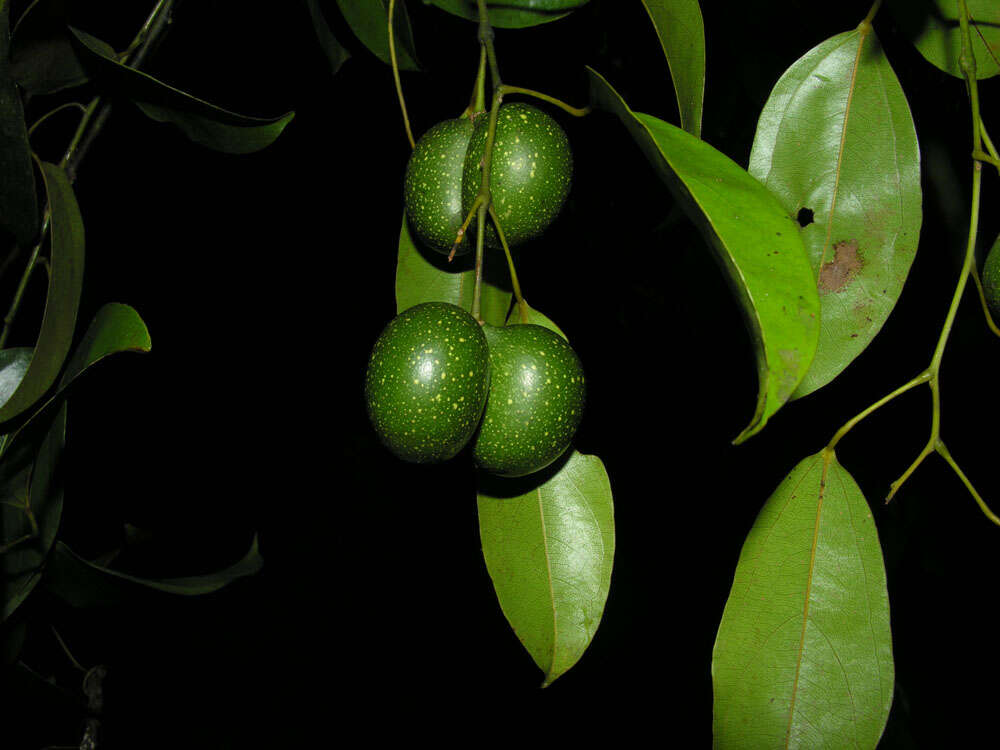 Image of Anomospermum reticulatum (C. Martius) Eichler