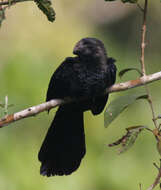 Imagem de Crotophaga Linnaeus 1758