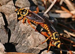 Image of Bee-like Robber Flies