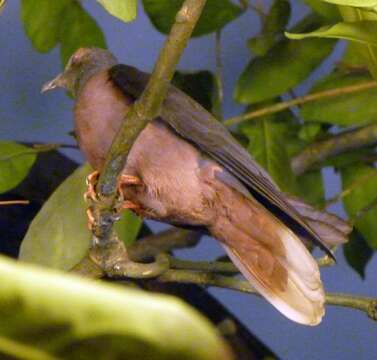 Image of Western Bronze-naped Pigeon