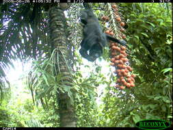 Image of Ecuadorian Mantled Howling Monkey