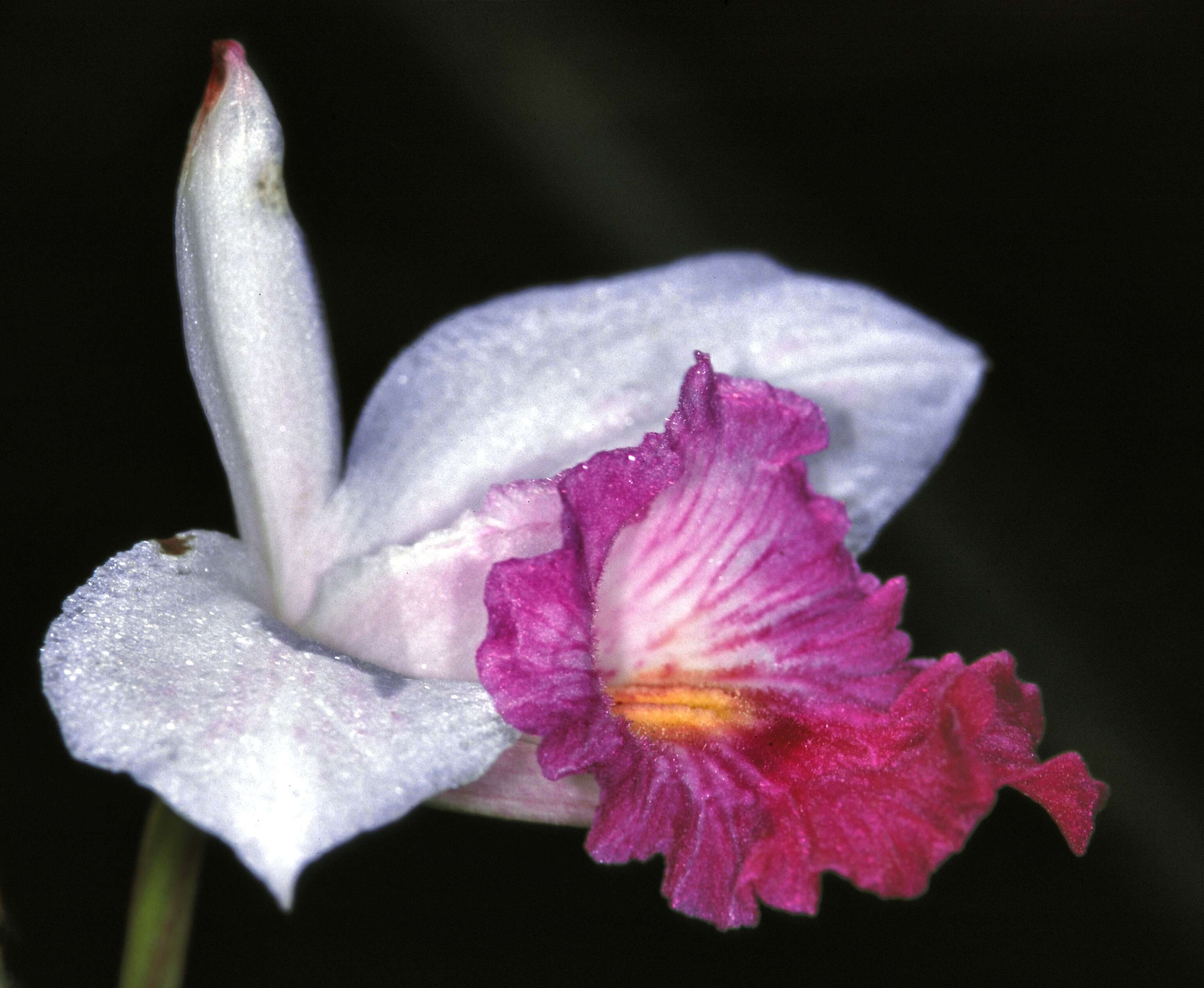 Image of Bamboo orchid