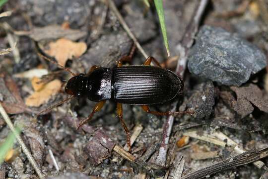 Image of Ground beetle