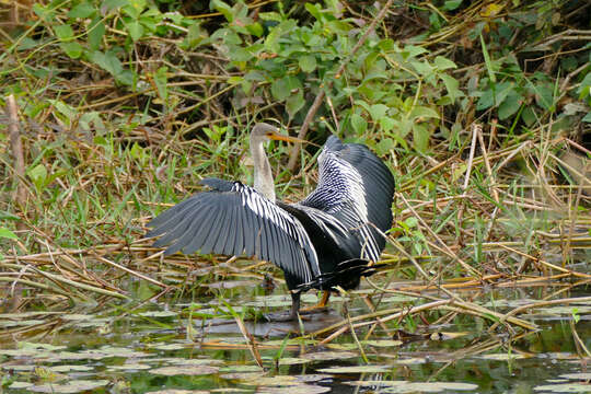 Image de Anhinga d'Amérique