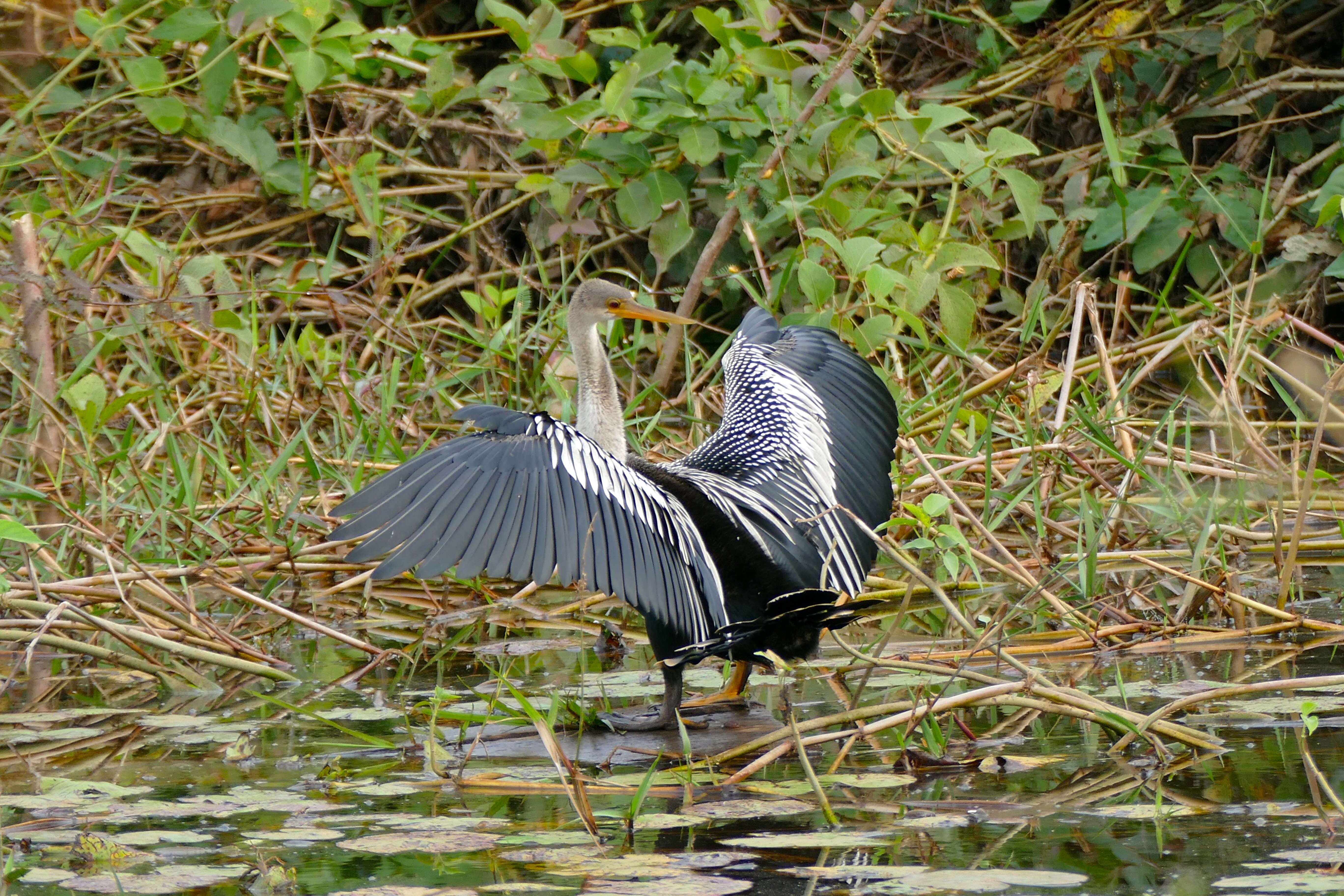 Image of anhingas and darters