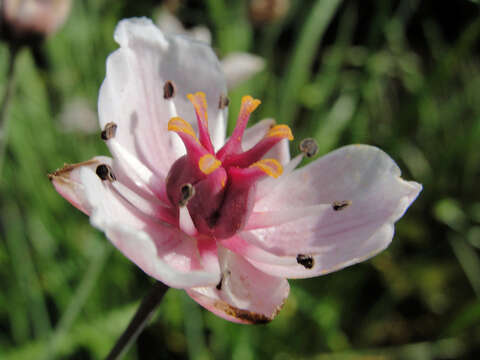 Image of flowering rush family