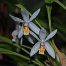 Image of Coelogyne huettneriana Rchb. fil.