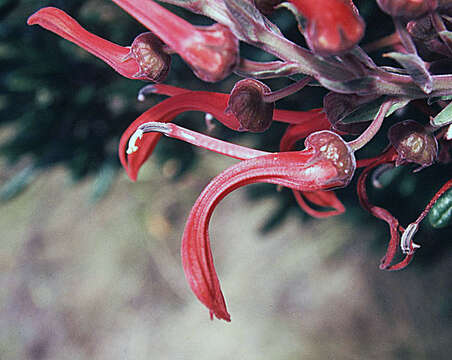 Image of Devil's Tobacco