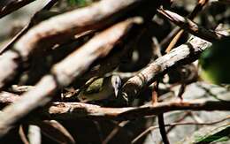 Image of Vireo Vieillot 1808