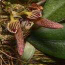 Image of Bulbophyllum mirum J. J. Sm.