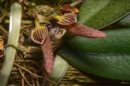Image of Bulbophyllum mirum J. J. Sm.