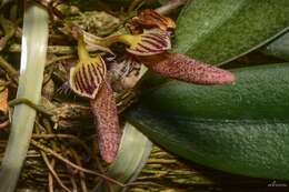 Imagem de Bulbophyllum mirum J. J. Sm.