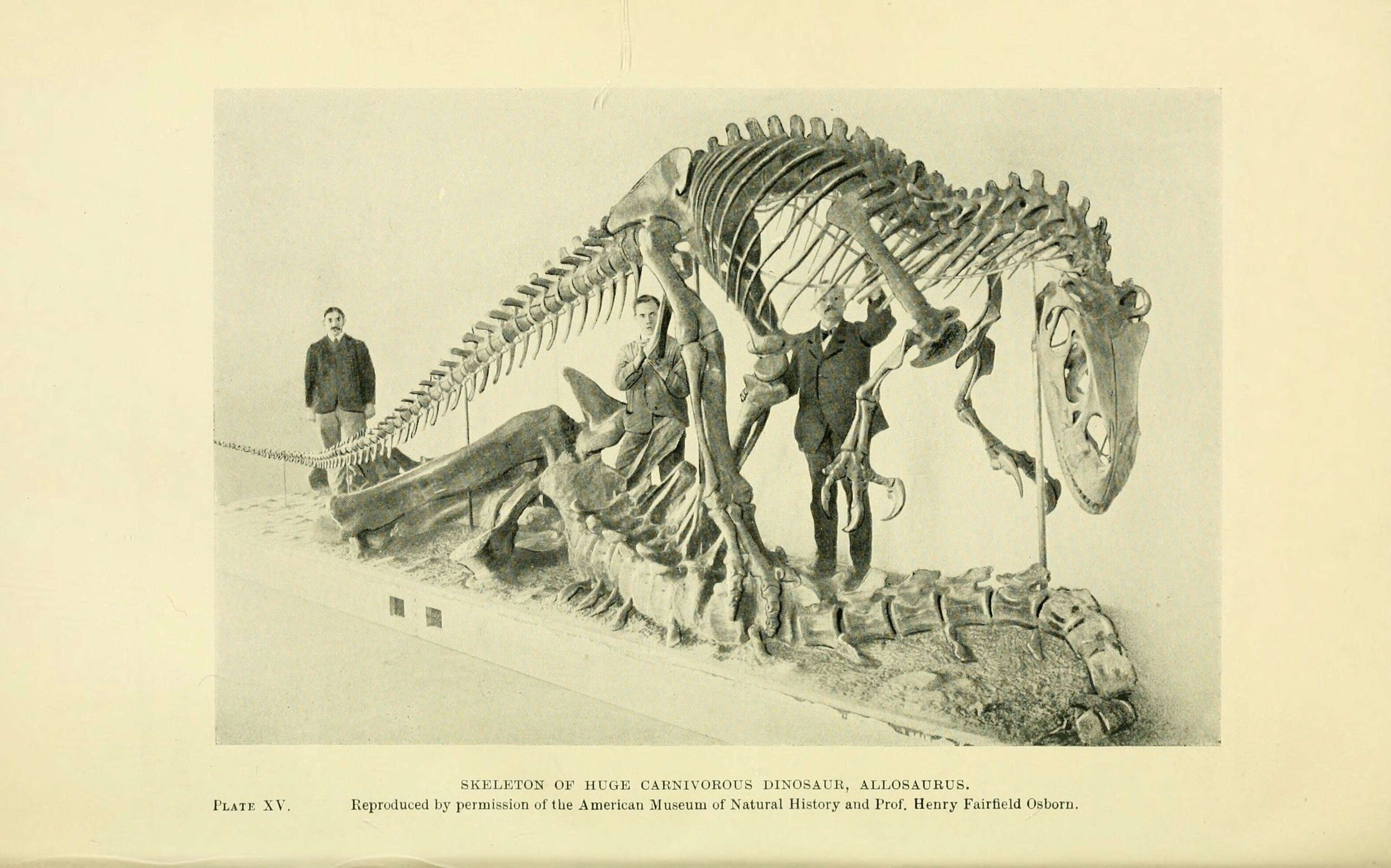 Image of allosaurids