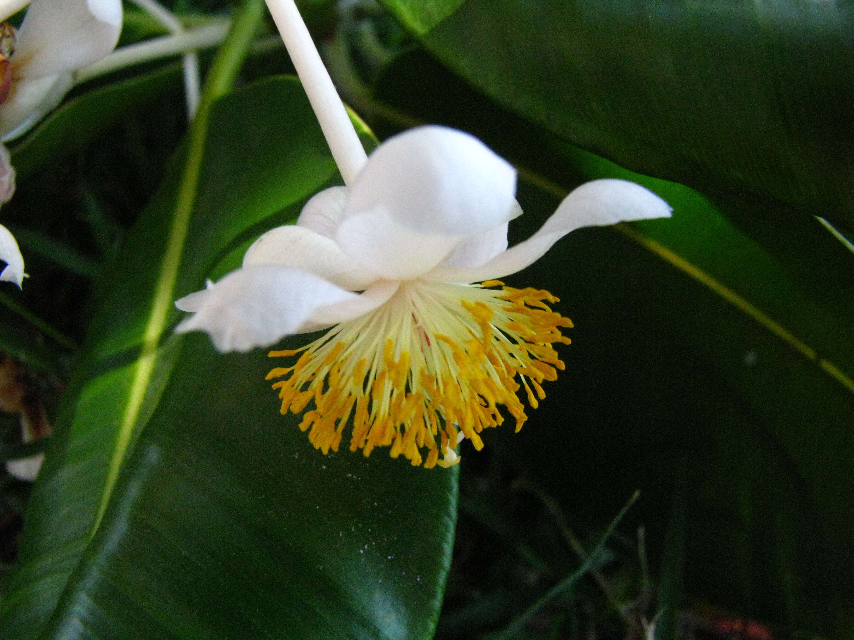 Image of calophyllum