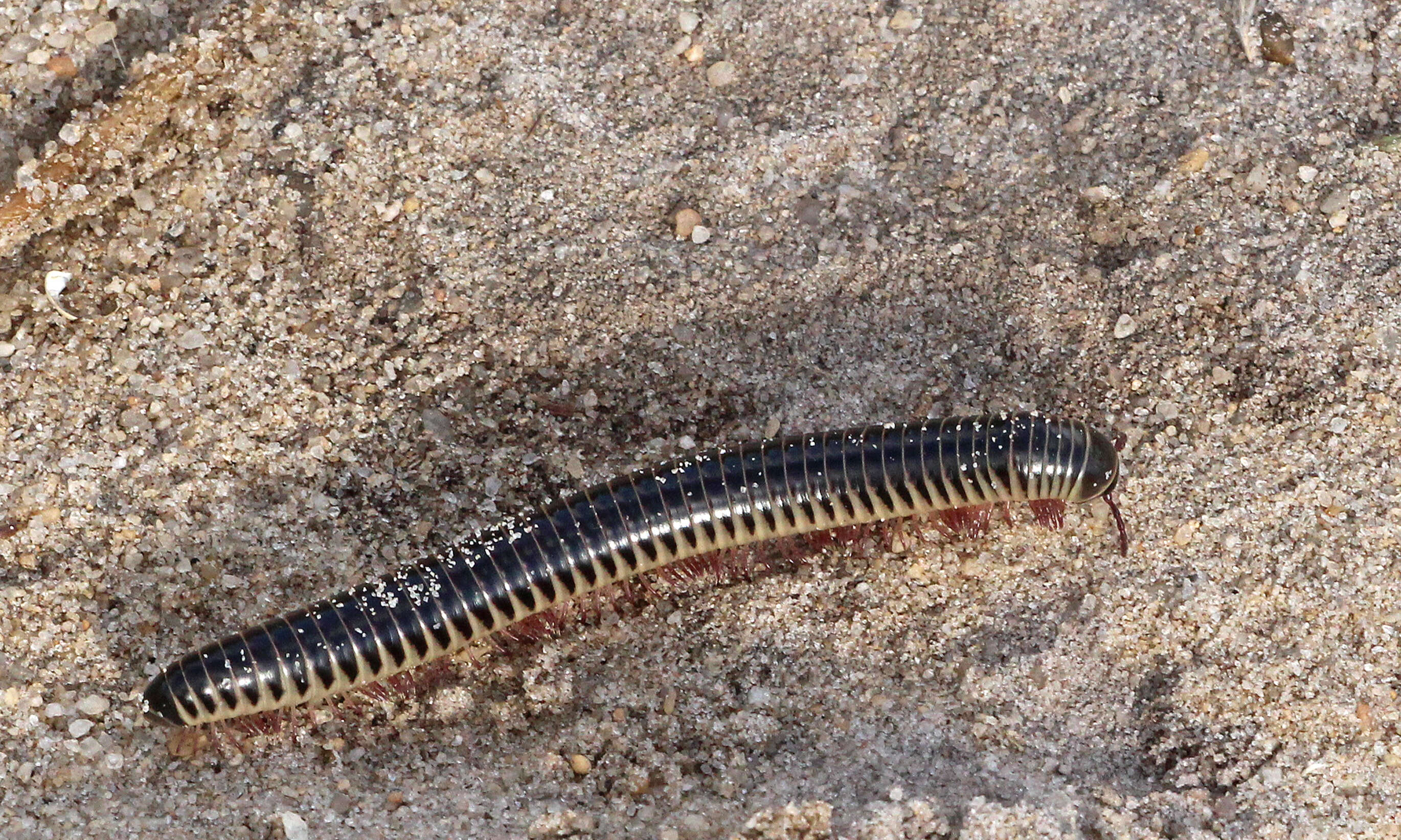 Image of Spirobolidae