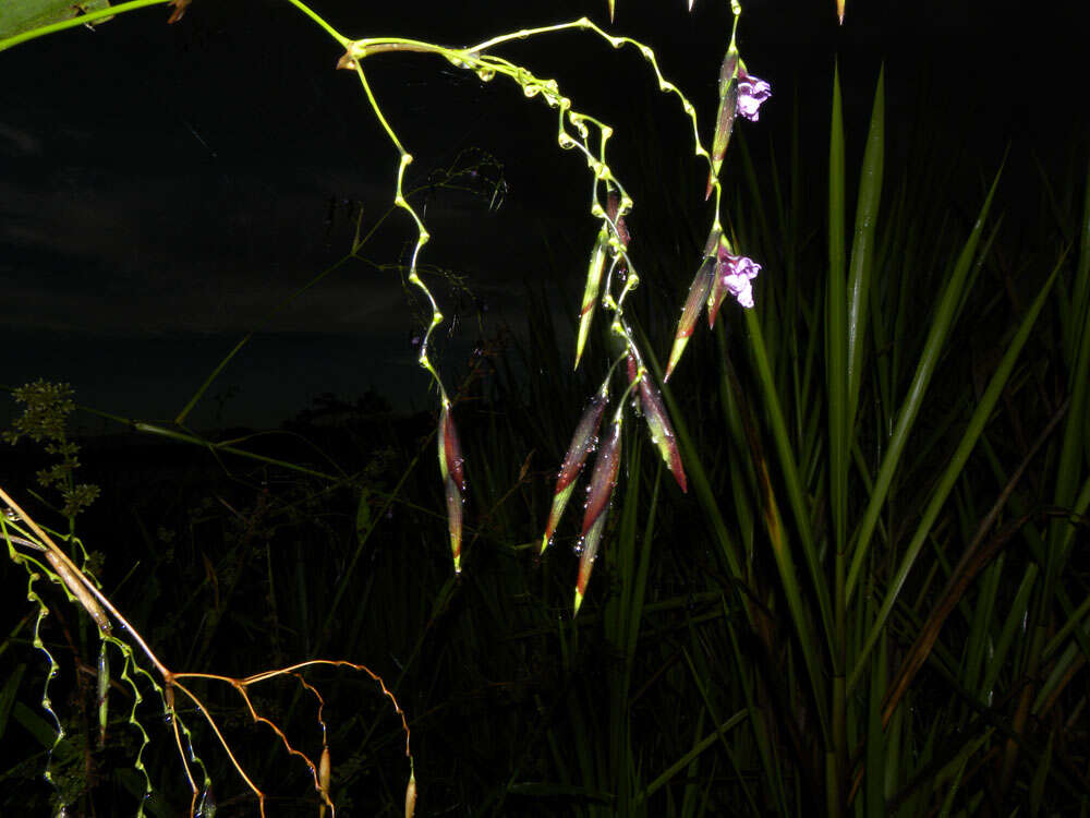 Image of alligator-flag